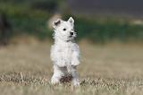 WESTIE 177